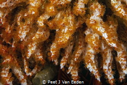 The Curtain. Filigreed coral- worms with their delicate w... by Peet J Van Eeden 